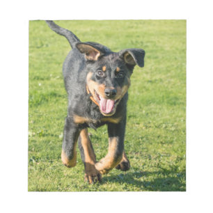 Junge, glückliche Beauceron-Schafhund, der im Gra Notizblock