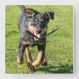 Junge, glückliche Beauceron-Schafhund, der im Gra Quadratische Wanduhr