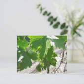 Junge grüne Trauben im Frühling Postkarte (Stehend Vorderseite)