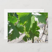 Junge grüne Trauben im Frühling Postkarte (Vorne/Hinten)