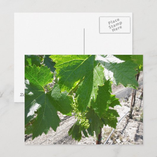 Junge grüne Trauben im Frühling Postkarte (Vorne/Hinten)