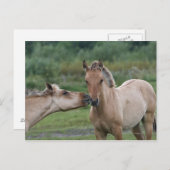 Junge Henson-Pferde begegnen sich Postkarte (Vorne/Hinten)