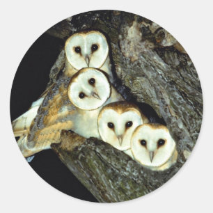 Junge Heuschrecken, 9 Wochen alt Runder Aufkleber