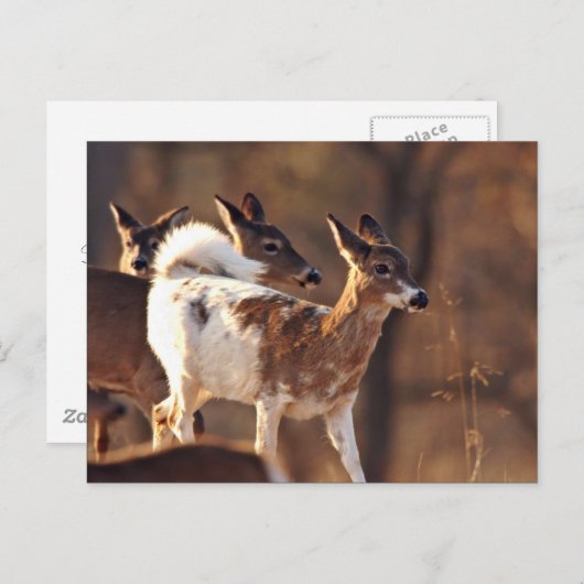 Junge Hirsche Postkarte (Vorne/Hinten)