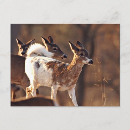 Junge Hirsche Postkarte (Vorderseite)