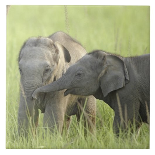 Junge indische/asiatische Elefanten Fliese (Vorderseite)