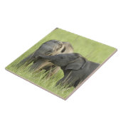 Junge indische/asiatische Elefanten Fliese (Seite)