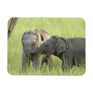 Junge Indische / Asiatische Elefanten Magnet