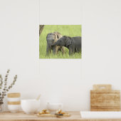 Junge indische/asiatische Elefanten Poster (Küche)