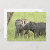 Junge indische/asiatische Elefanten Postkarte (Vorne/Hinten)