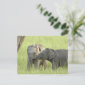 Junge indische/asiatische Elefanten Postkarte (Stehend Vorderseite)