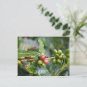 Junge Kaffeepflanze Postkarte (Stehend Vorderseite)