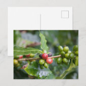 Junge Kaffeepflanze Postkarte (Vorne/Hinten)