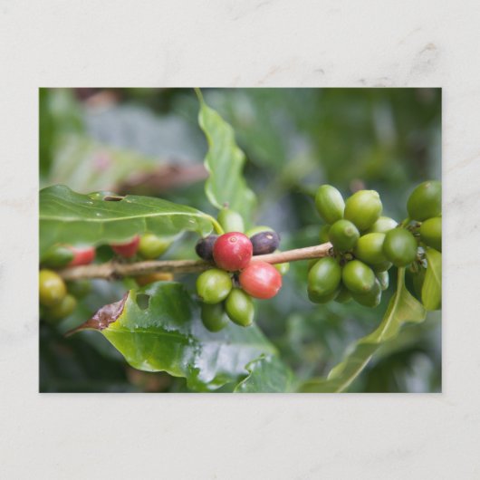 Junge Kaffeepflanze Postkarte (Vorderseite)