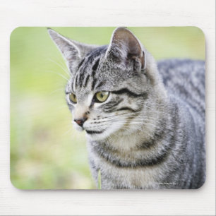 Junge Katze in der Natur Mousepad