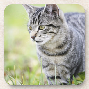 Junge Katze in der Natur Untersetzer
