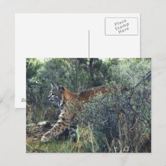 junge Katze, Zentralauregon Postkarte (Vorne/Hinten)