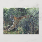 junge Katze, Zentralauregon Postkarte (Vorderseite)