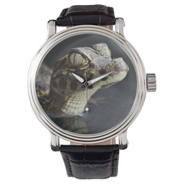 Junge Kayman im Wasser mit Reflexion Armbanduhr (Vorderseite)