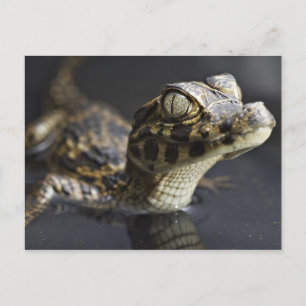 Junge Kayman im Wasser mit Reflexion Postkarte