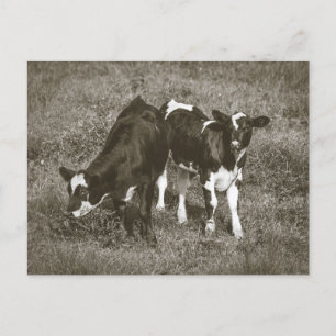 Junge Kühe auf einem Feld Crane Hill Alabama Postkarte