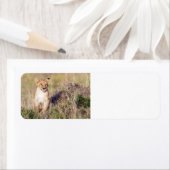 Junge Löwe (Insitu)