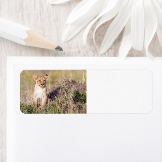 Junge Löwe (Insitu)