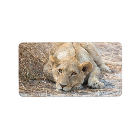 Junge Löwe Adressaufkleber (Vorne)