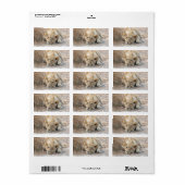 Junge Löwe Adressaufkleber (Vorne)