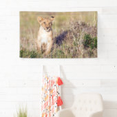 Junge Löwe Banner (Insitu)