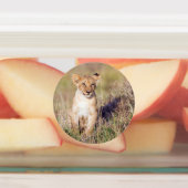 Junge Löwe Etiketten (Befestigt)