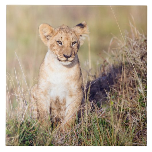 Junge Löwe Fliese (Vorderseite)