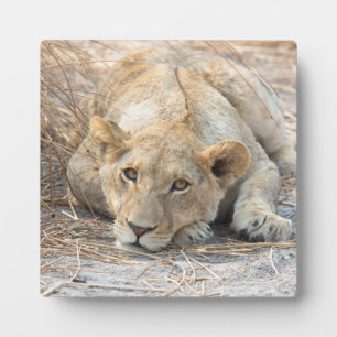 Junge Löwe Fotoplatte