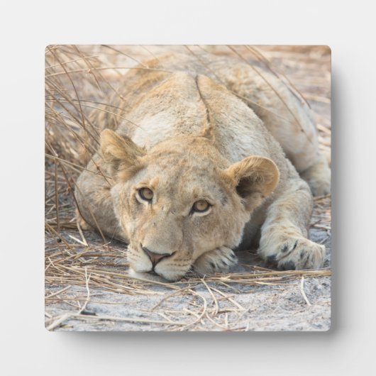 Junge Löwe Fotoplatte (Vorderseite)