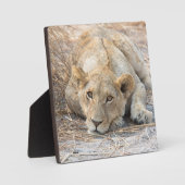 Junge Löwe Fotoplatte (Vorderseite)