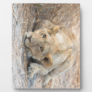 Junge Löwe Fotoplatte
