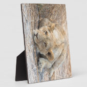 Junge Löwe Fotoplatte (Seite)