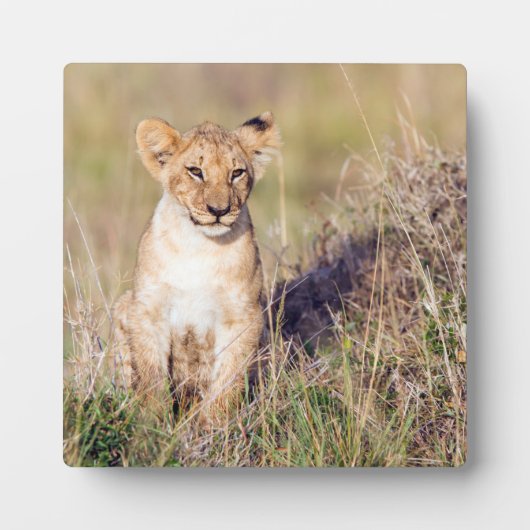 Junge Löwe Fotoplatte (Vorderseite)