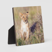 Junge Löwe Fotoplatte (Vorderseite)