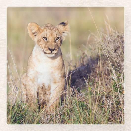 Junge Löwe Glasuntersetzer (Vorderseite)