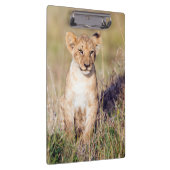 Junge Löwe Klemmbrett (Rechts)