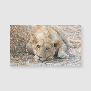 Junge Löwe Magnetkarte