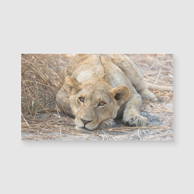 Junge Löwe Magnetkarte (Vorderseite)