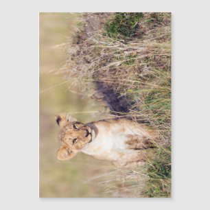 Junge Löwe Magnetkarte