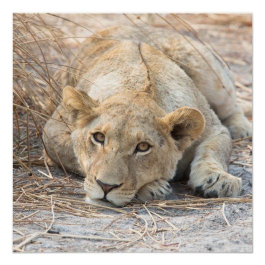 Junge Löwe Poster (Vorderseite)