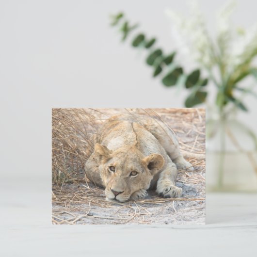 Junge Löwe Postkarte (Stehend Vorderseite)