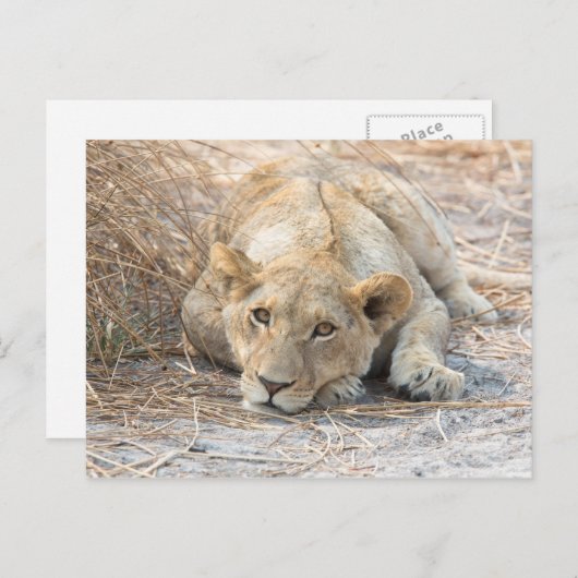 Junge Löwe Postkarte (Vorne/Hinten)