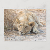 Junge Löwe Postkarte (Vorderseite)