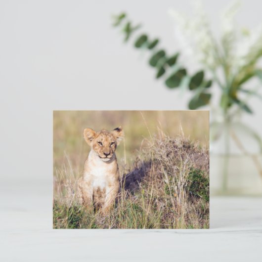 Junge Löwe Postkarte (Stehend Vorderseite)