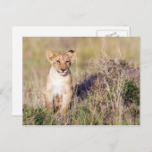 Junge Löwe Postkarte (Vorne/Hinten)